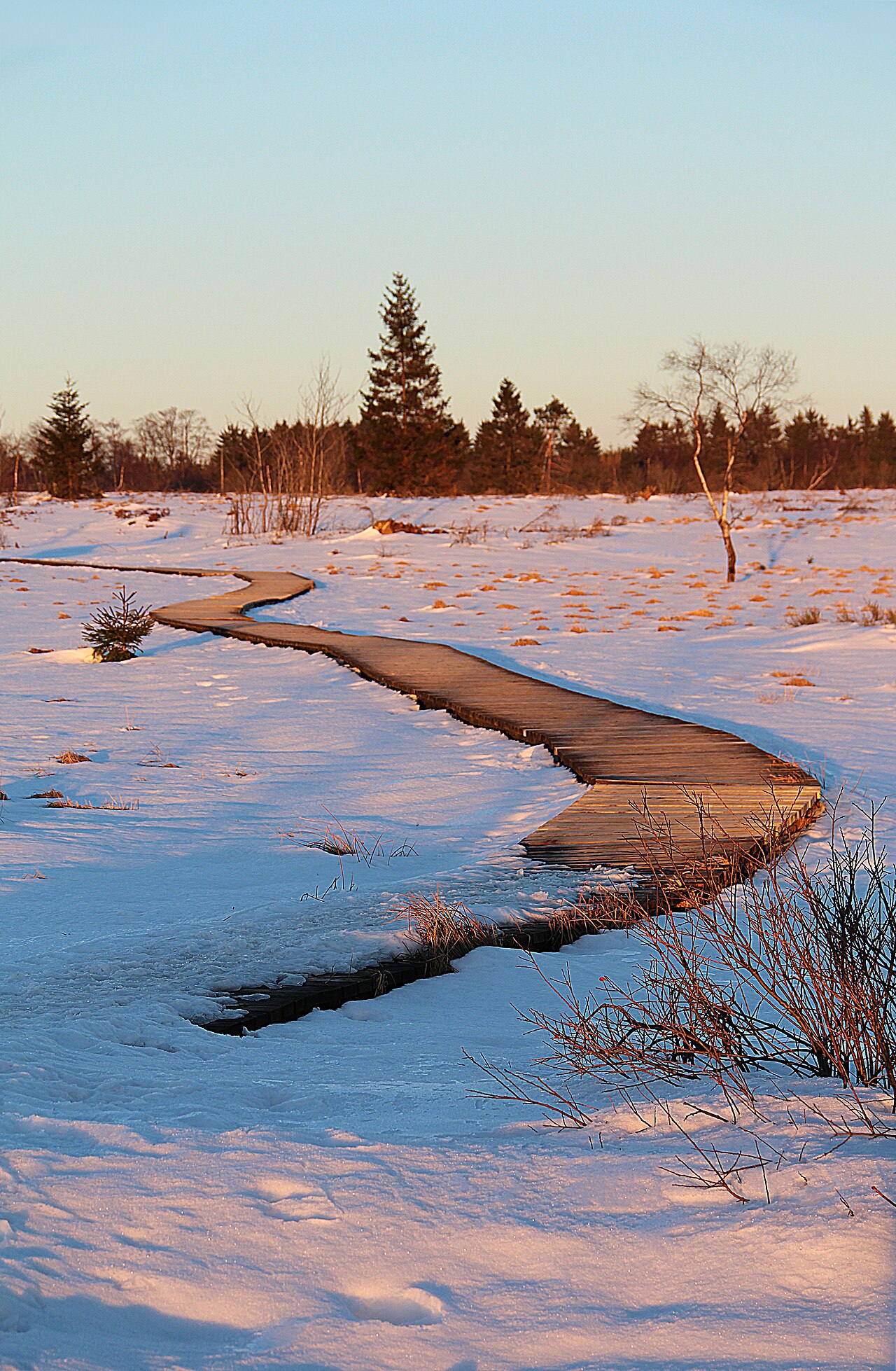 Hautes Fagnes