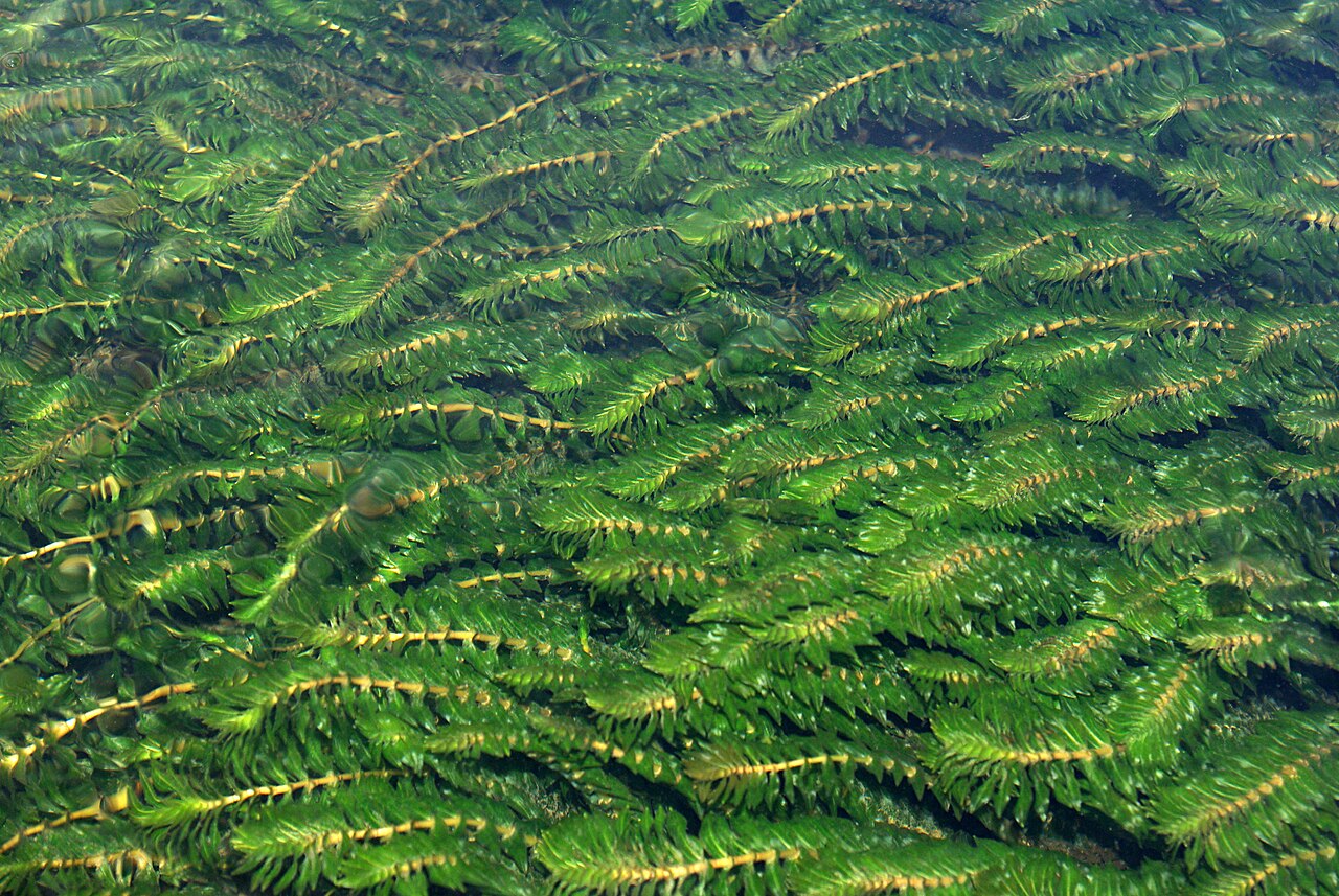 Groenlandia