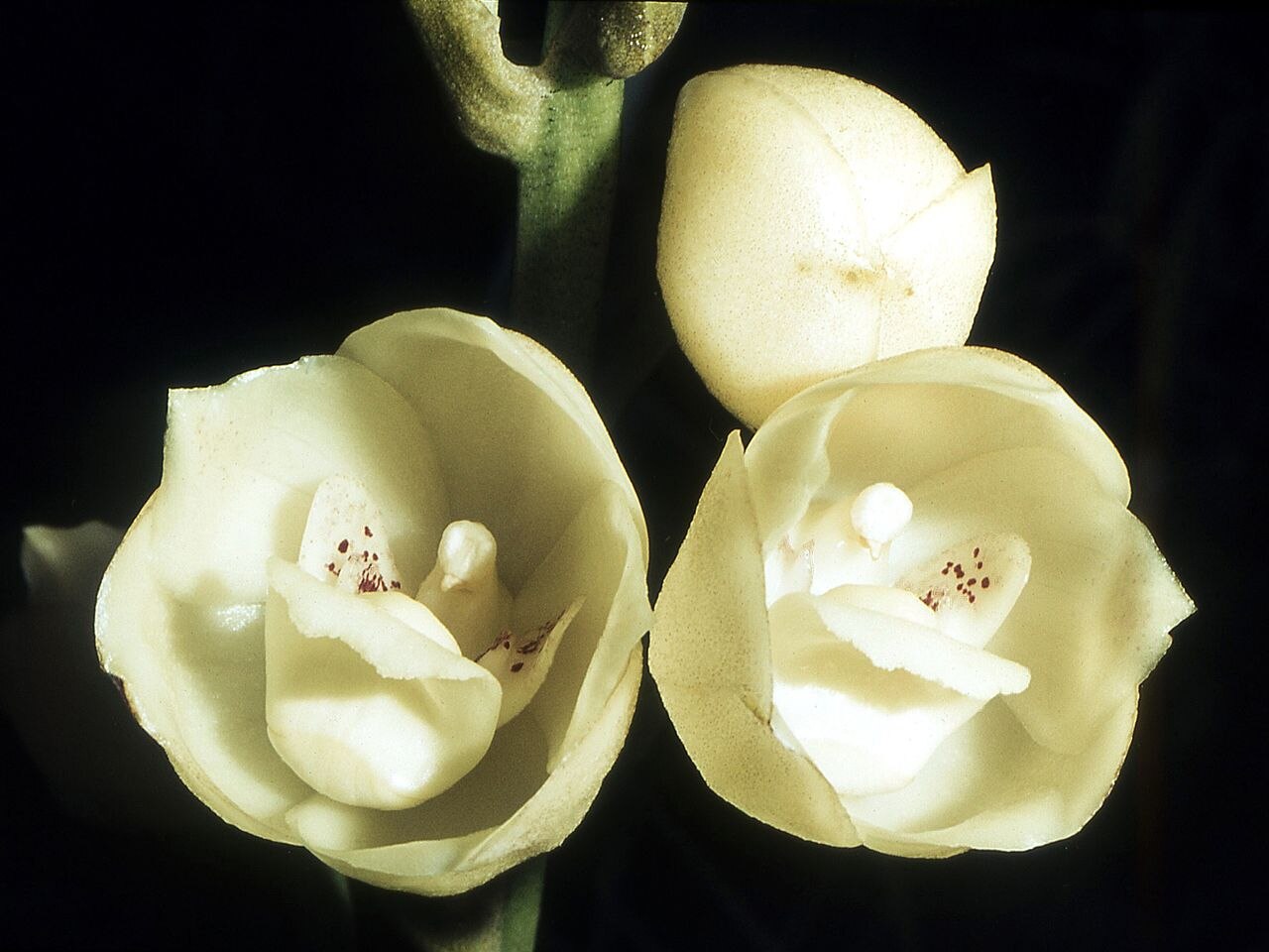 Peristeria